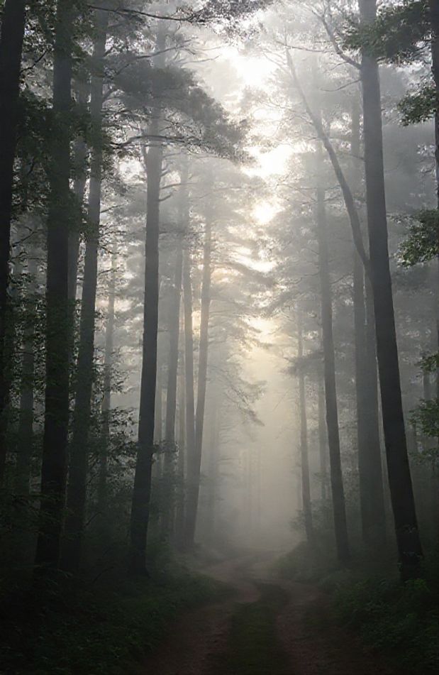 Foggy Forest Wallpaper