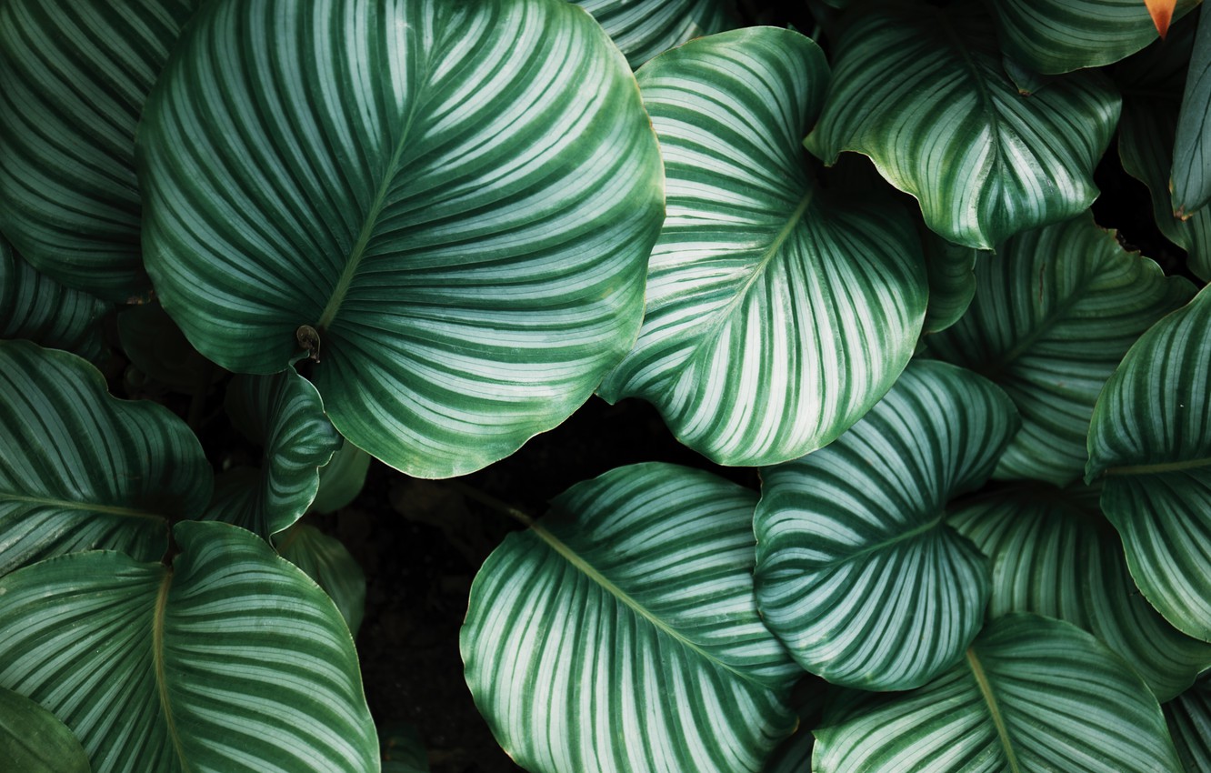 Wallpaper Leaves Line Background Plants Stripes Image For
