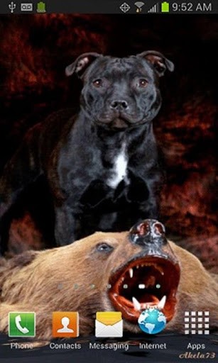 Bigger Pit Bull Terrier L Wallpaper For Android Screenshot