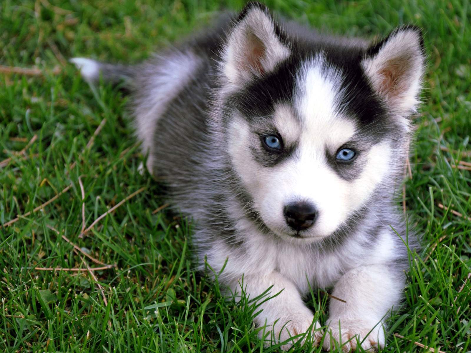 Cute Siberian Husky Puppy Sitting On Grass Puppies Wallpaper Picture