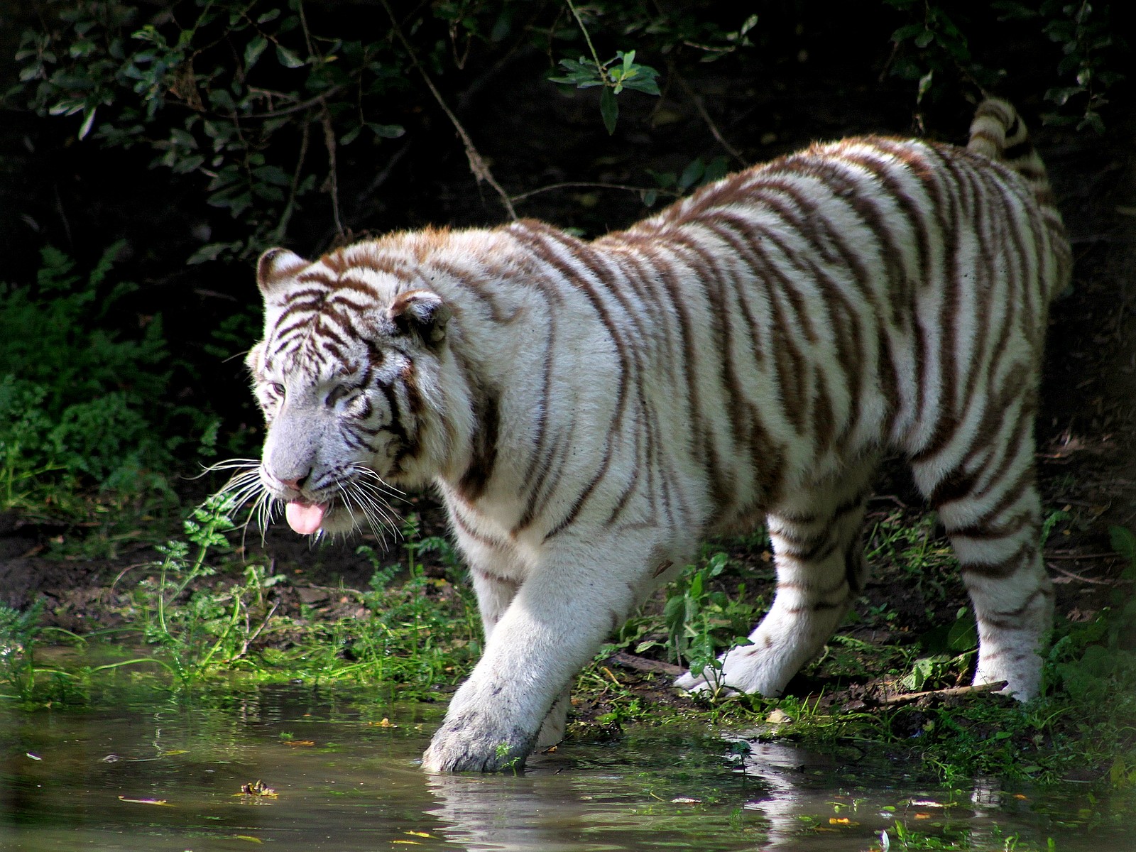White Tiger In Lake 1600 x 1200 Download Close