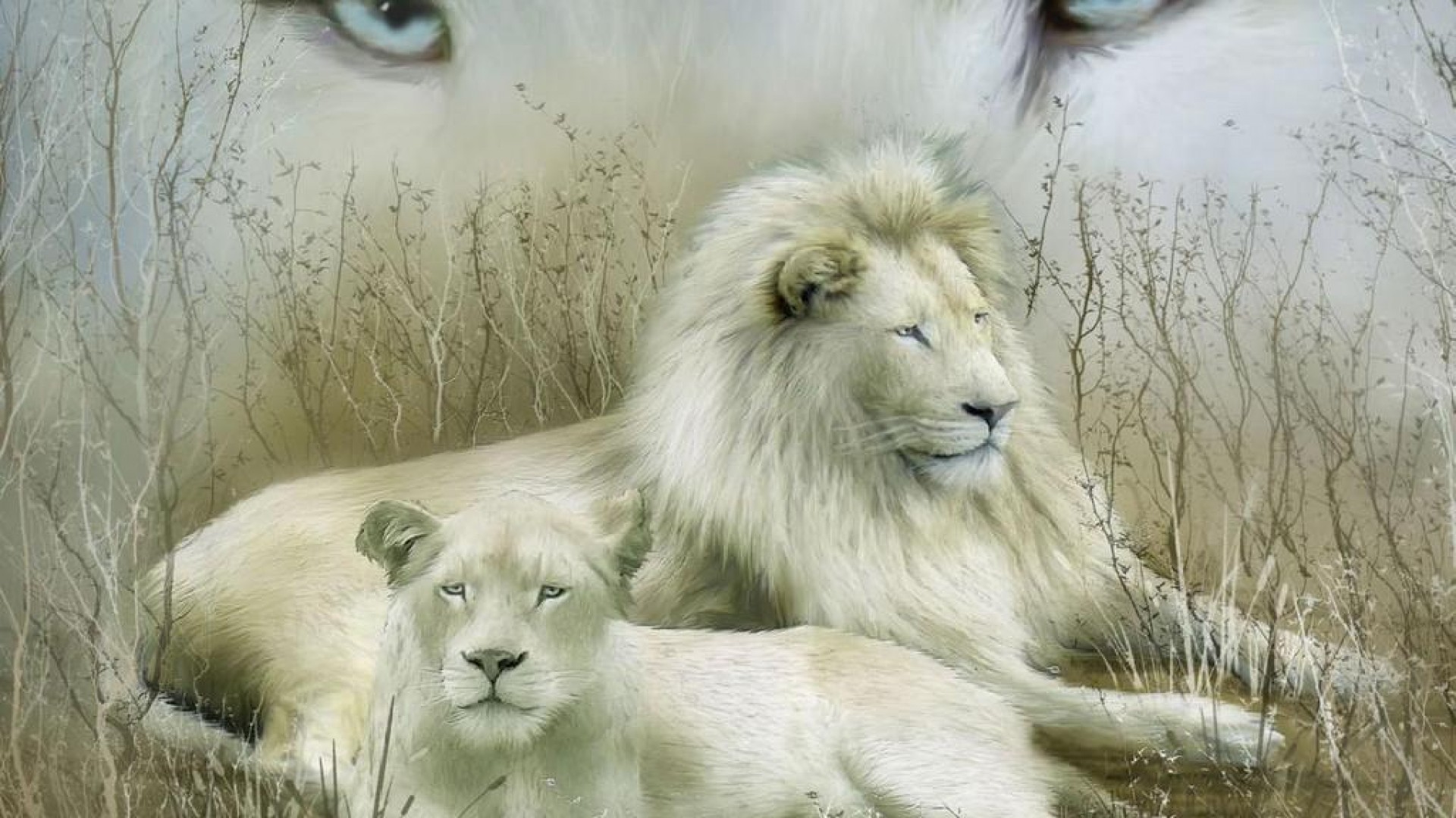 White Lion Pictures HD Wallpaper Live Hq