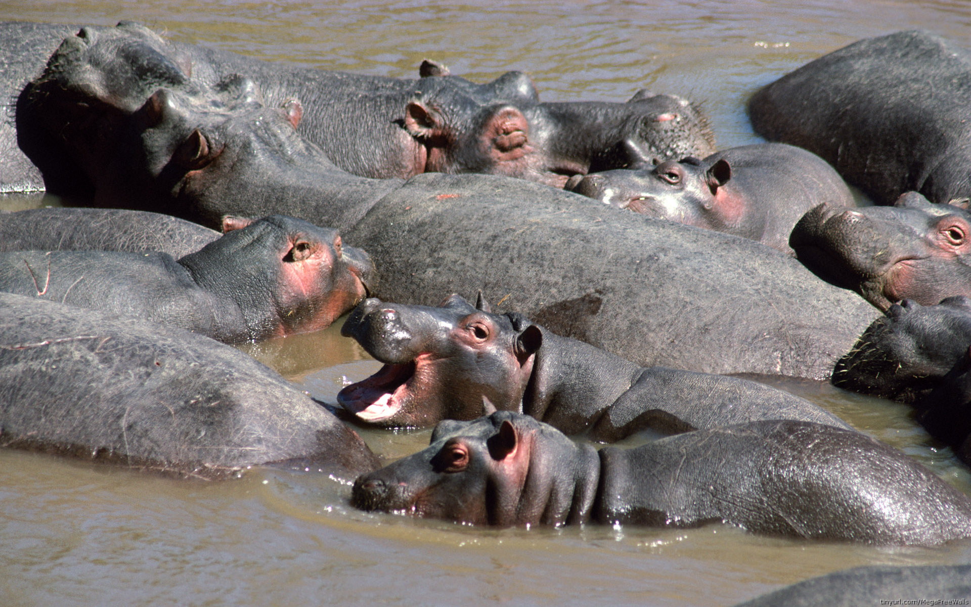 Animal Hippo Wallpaper
