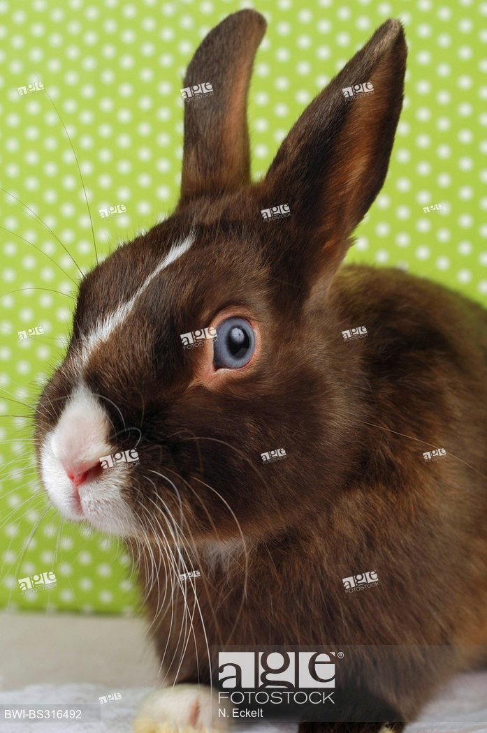 Dwarf Rabbit Oryctolagus Cuniculus F Domestica Satin