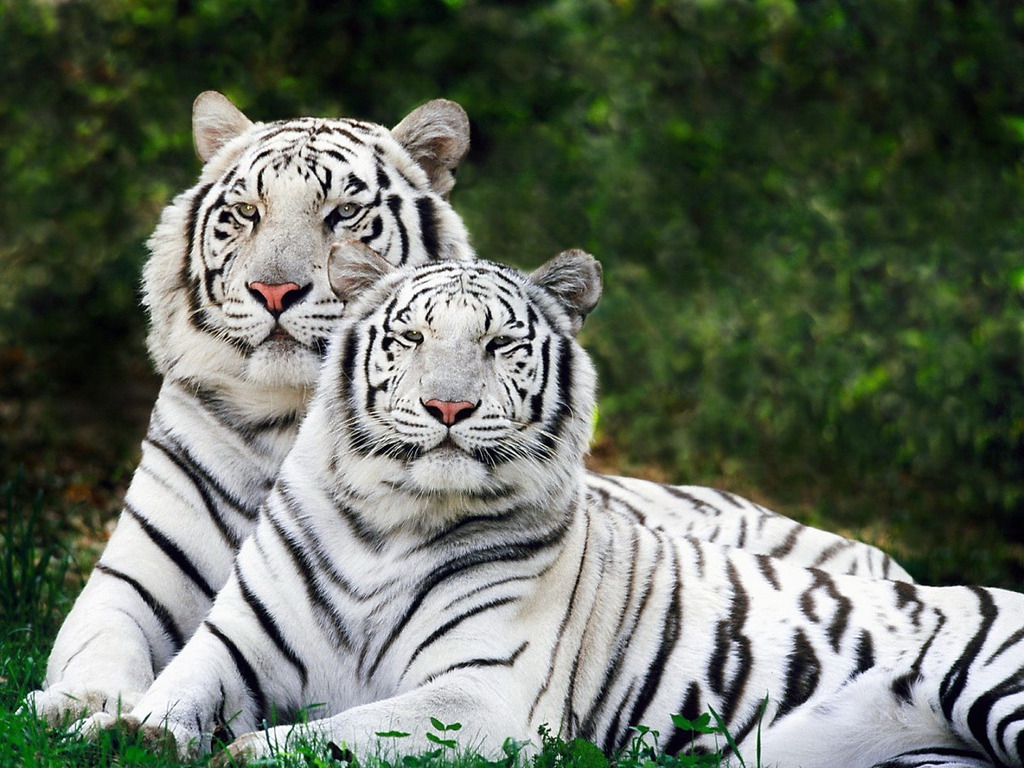 White Bengal Tiger Wallpaper Gallery