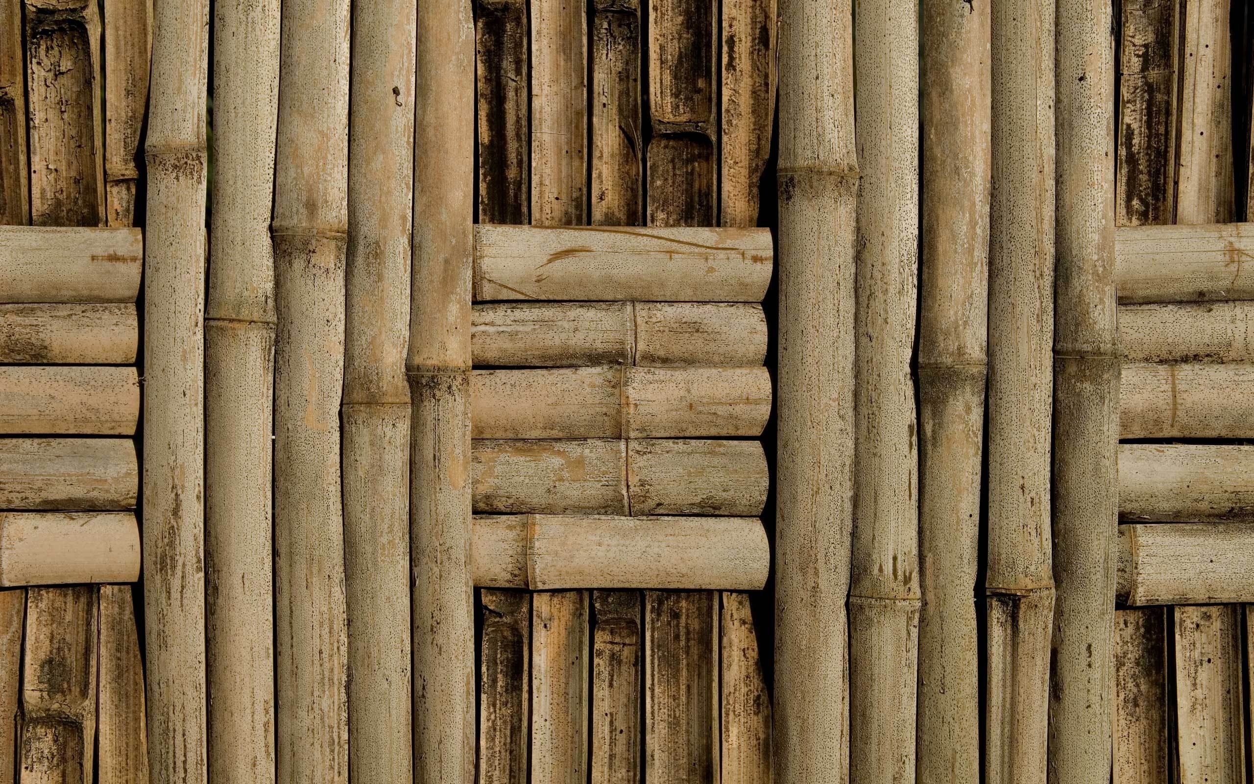 Texture Bamboo Photo
