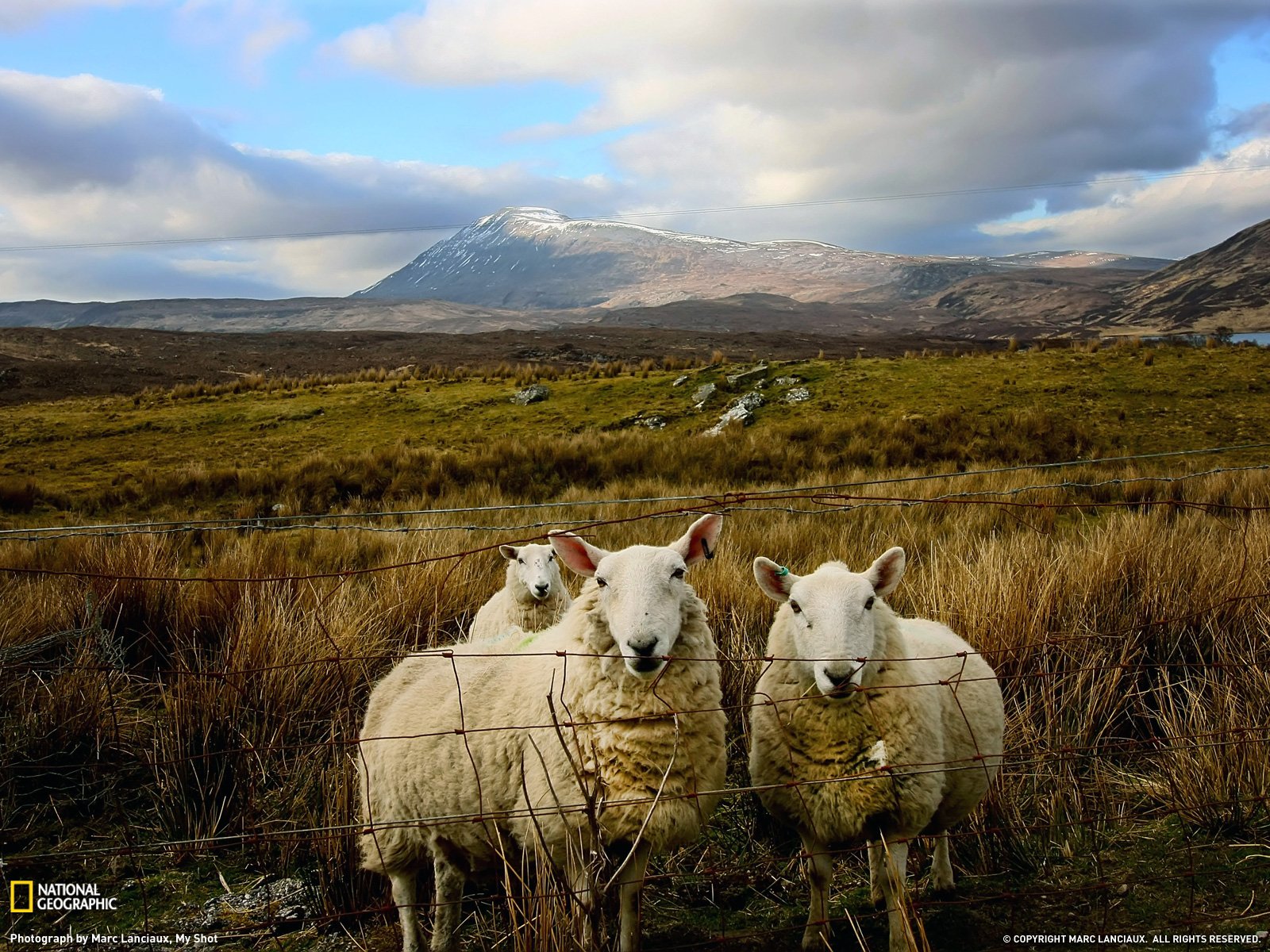 Scottish Sheep Photo Scotland Wallpaper National Geographic Photo