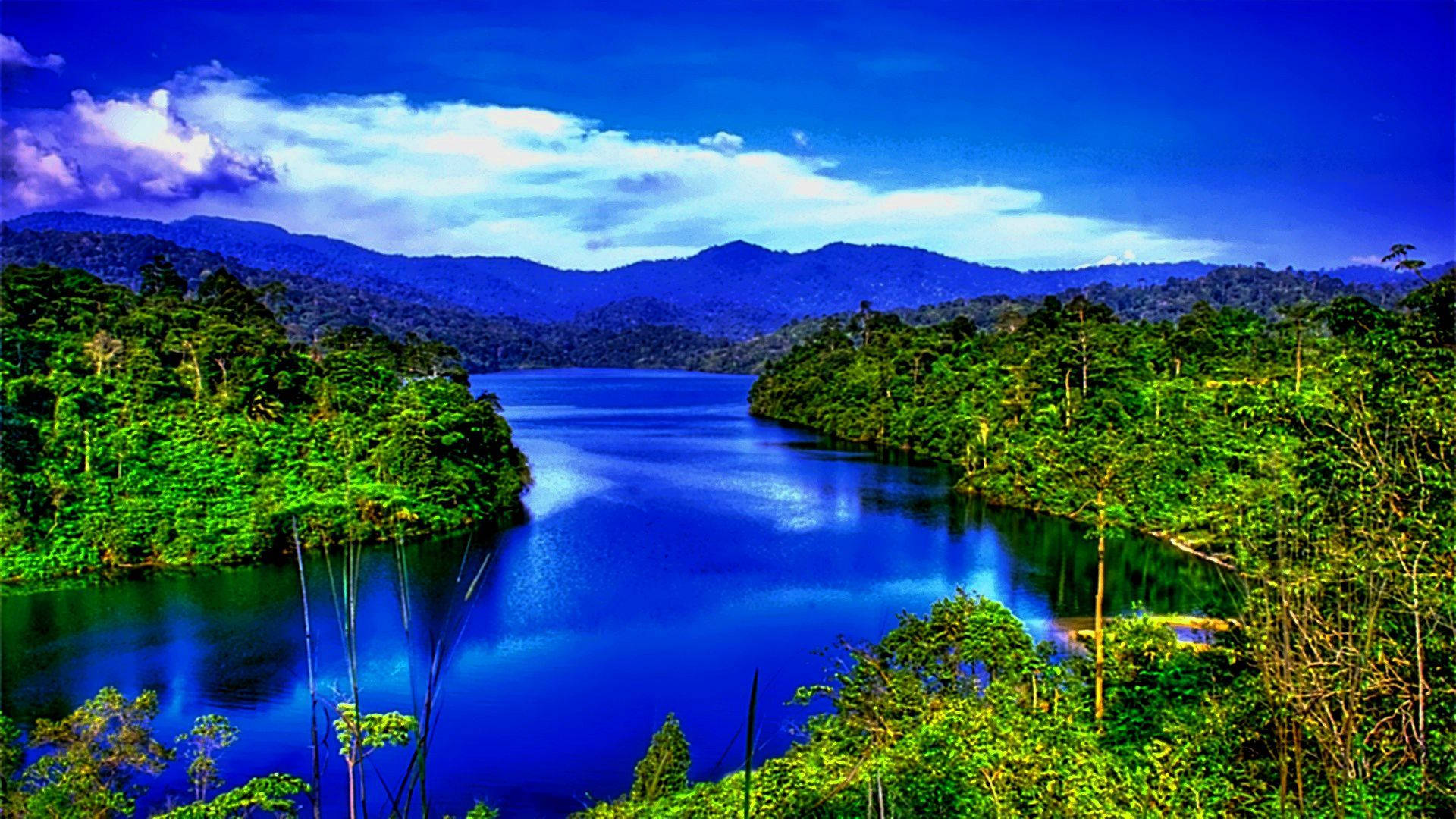 Rainforest Wallpaper Widescreen HD