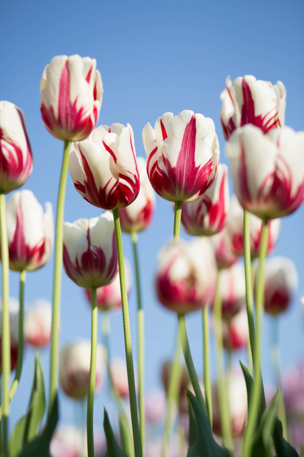 Best Tulip Pictures HD Image