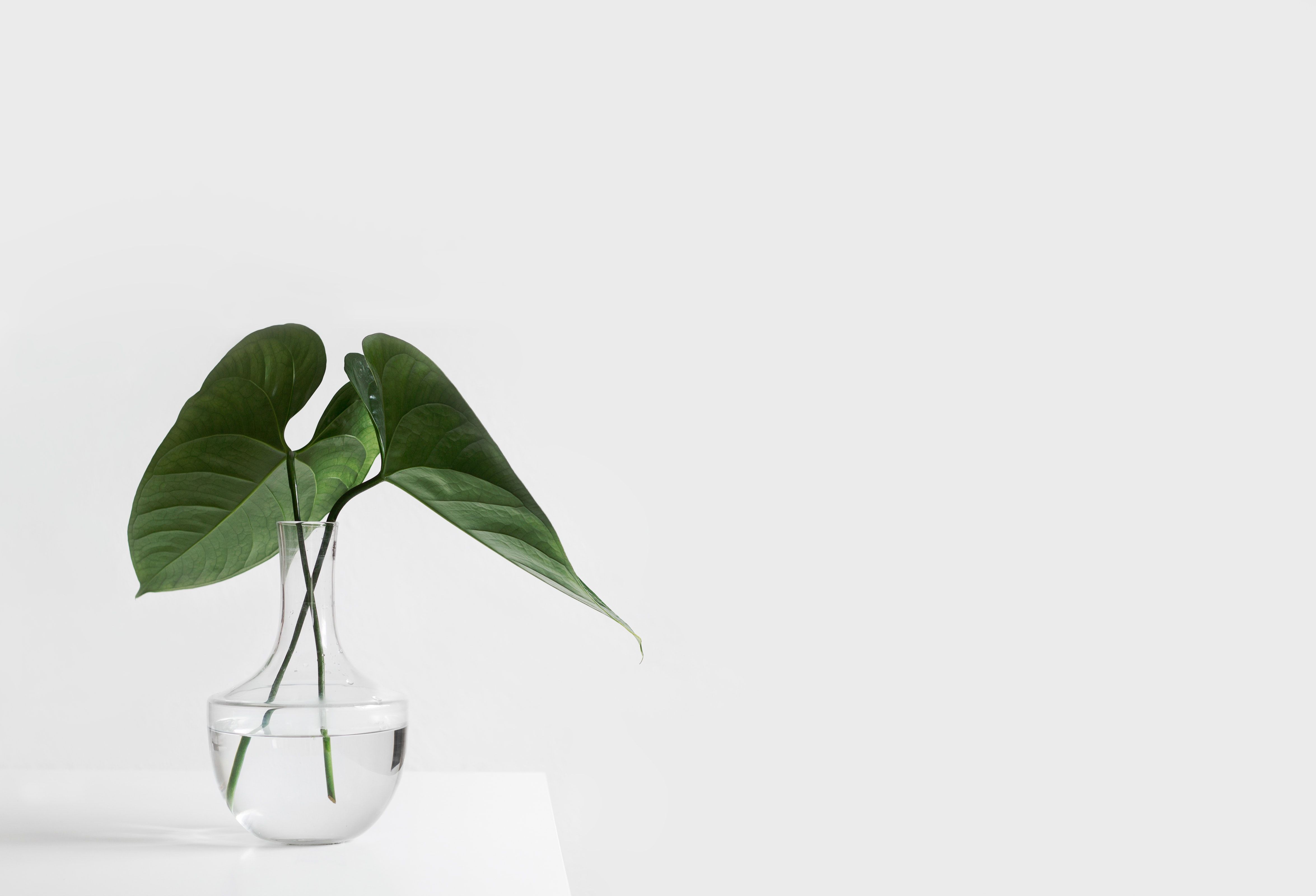 Minimalist Plant Wallpaper On