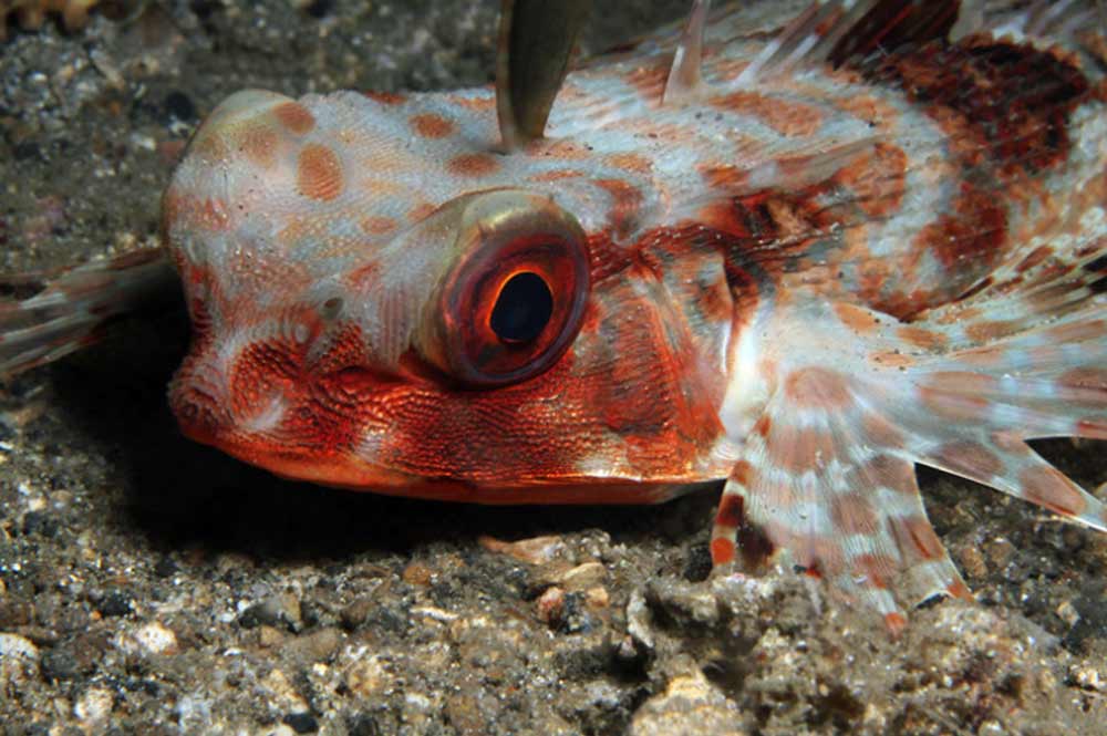 Flying Gurnard Wallpaper