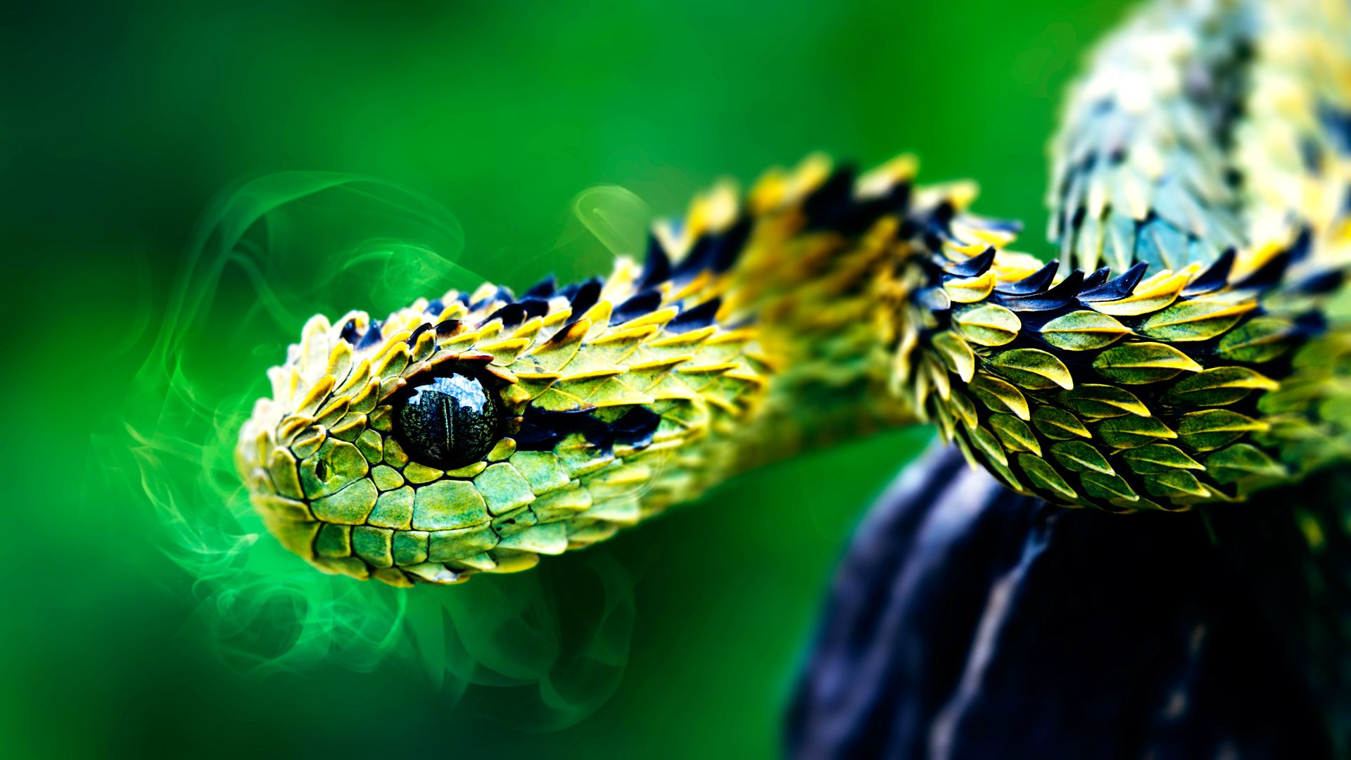 Deadly Snake Wallpaper African Spiny Bush Viper HD
