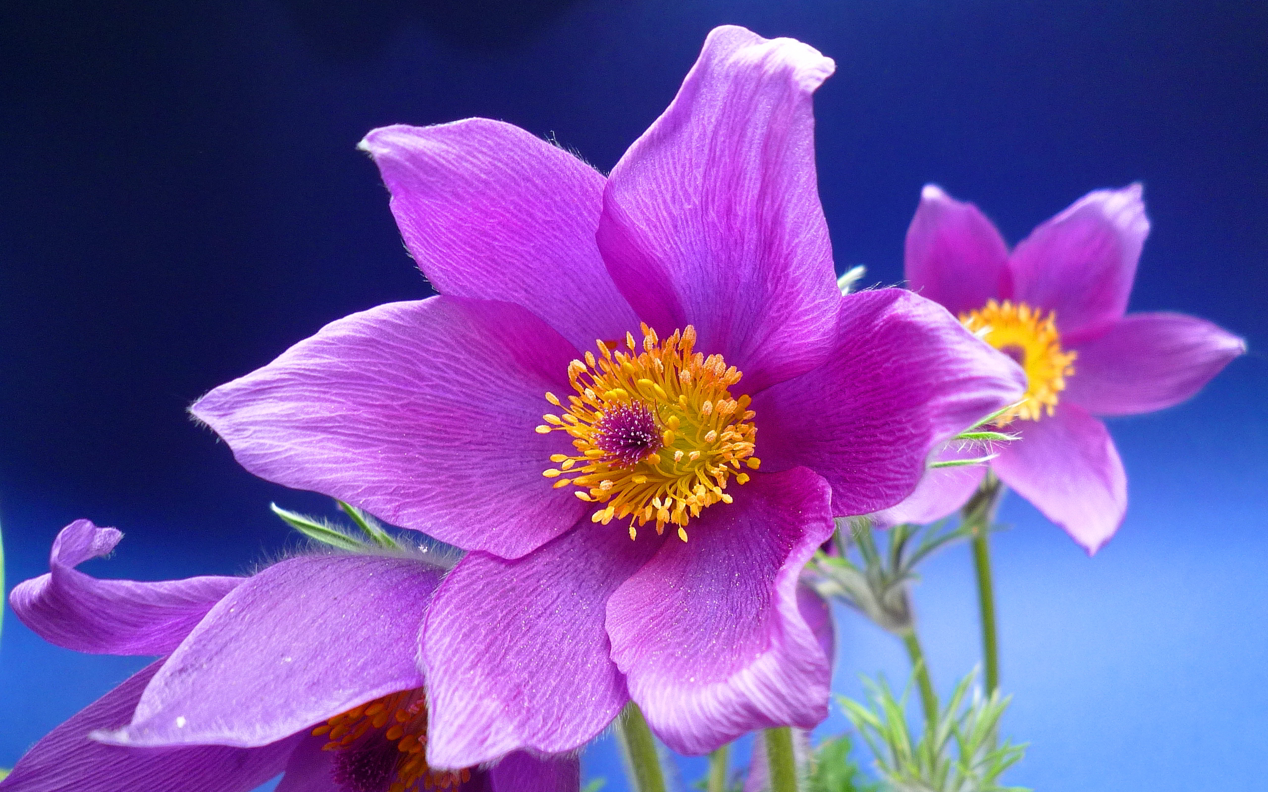 Purple Anemone Flowers Wallpaper