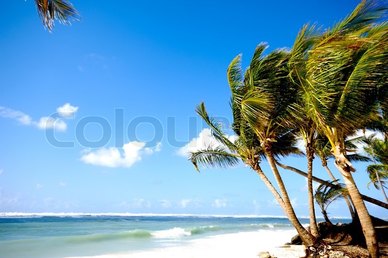 Of Palms Hanging Over Exotic Caribbean Beach With The Coast In