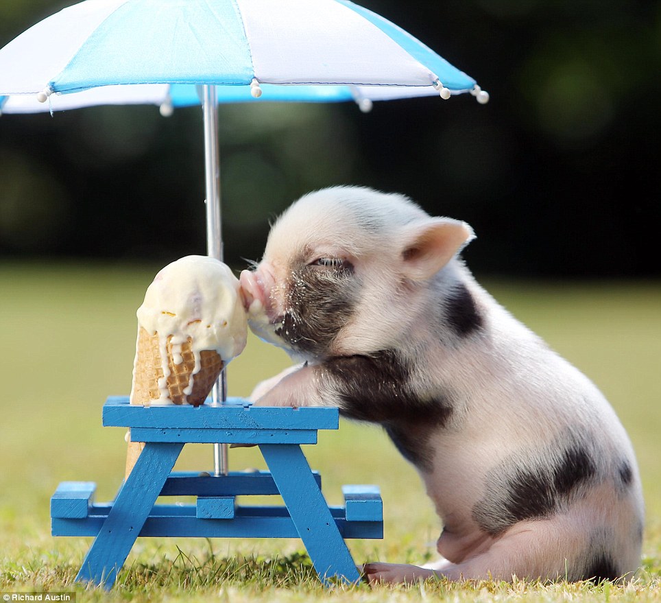 Fun In The Sun Adorable Piglet Eating Ice Cream
