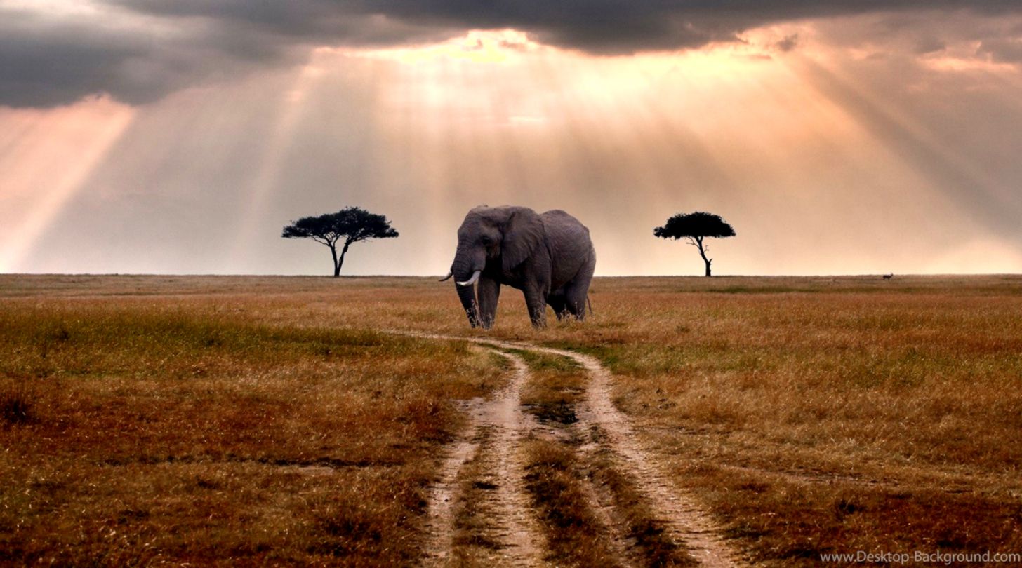 Nature Road Trees Elephant Wildlife HD Wallpaper Library
