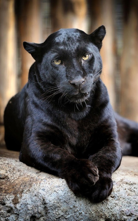 Free Download Related Pictures Black Panther With Blue Eyes Mobile Wallpaper 562x900 For Your Desktop Mobile Tablet Explore 46 Black Panther Blue Eyes Wallpaper Black Panther Wallpaper Marvel Black