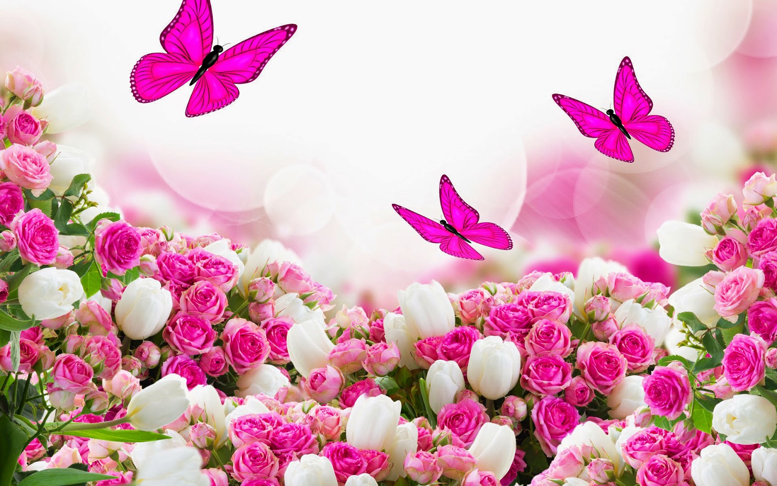 Schone Blumen Wallpaper Mit Rosa Schmetterlinge Weissen Sch Ne