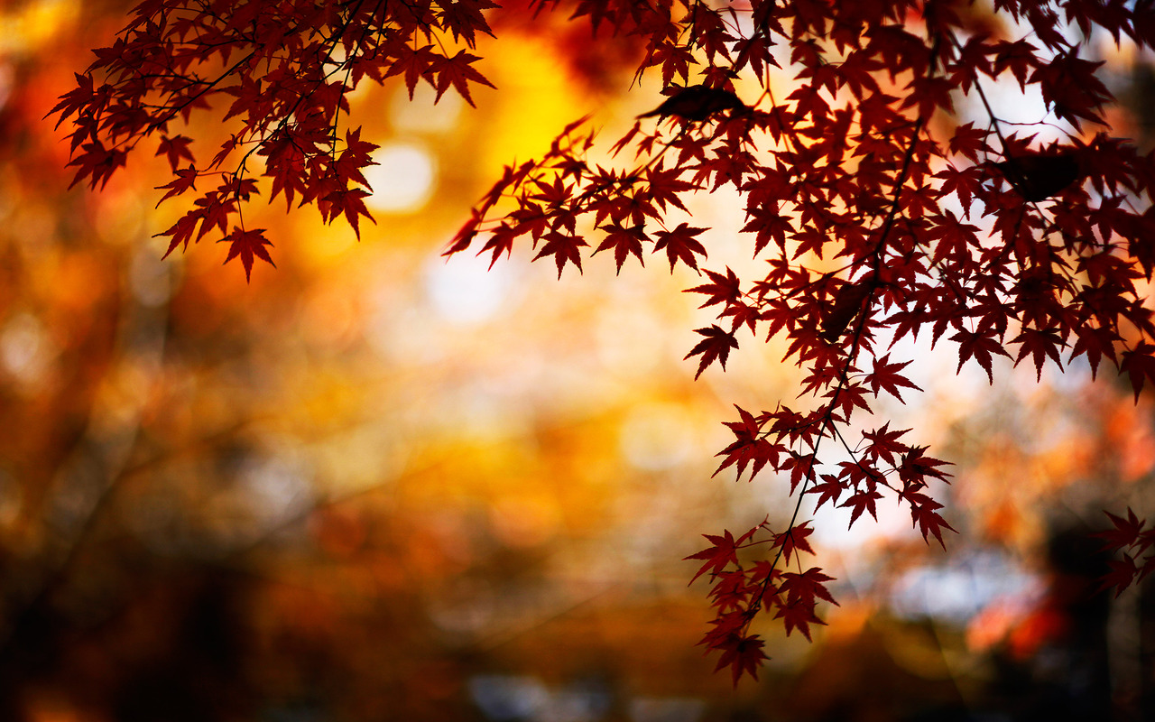 Stunning Fall Backgrounds 6811446