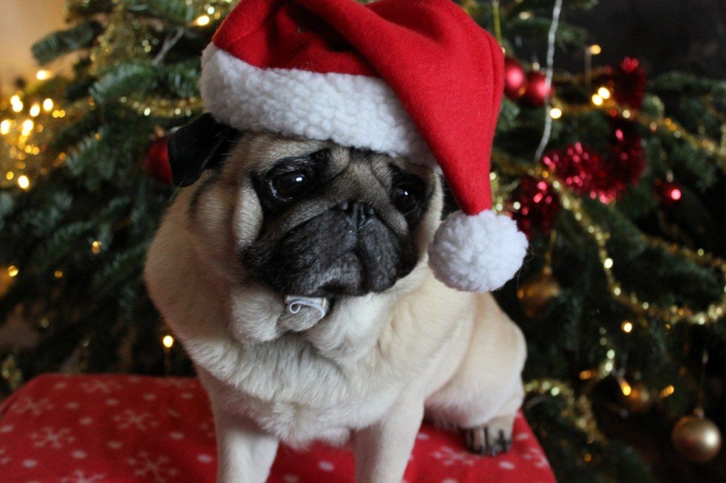 Pug Wallpaper Screensaver Background Christmas