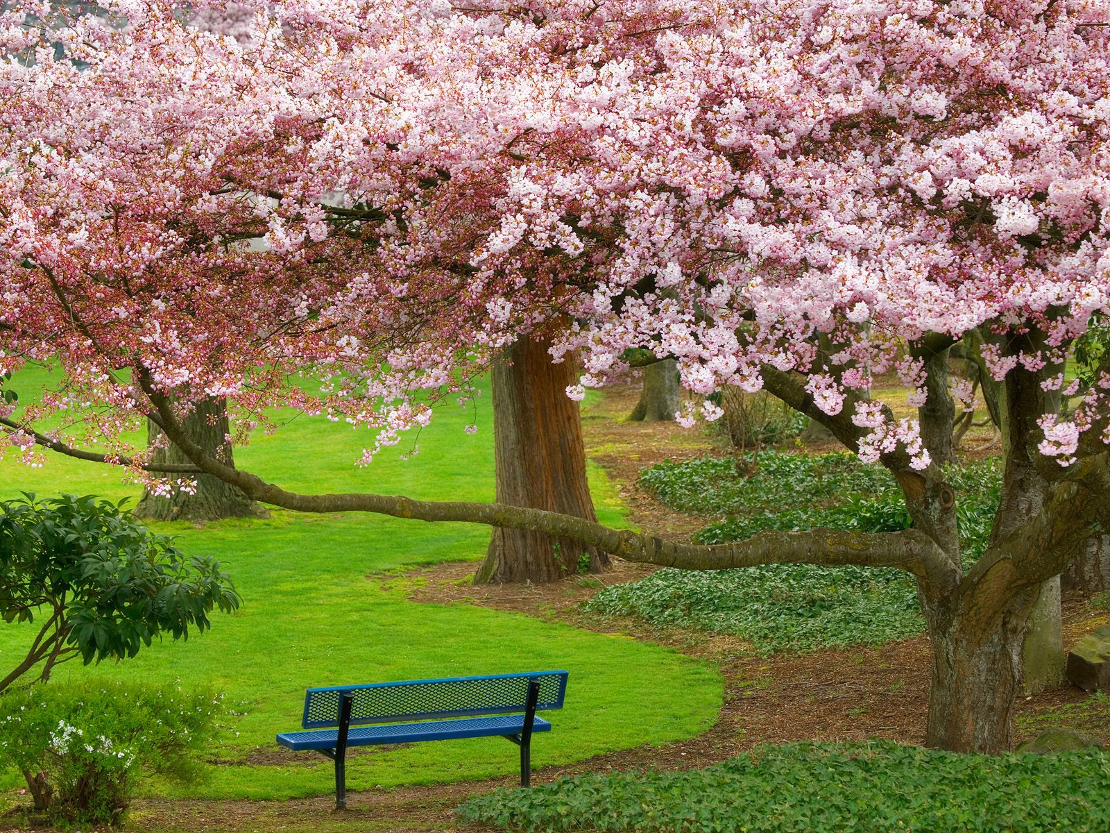 Cherry Tree Evergreen Park Washington Wallpaper HD