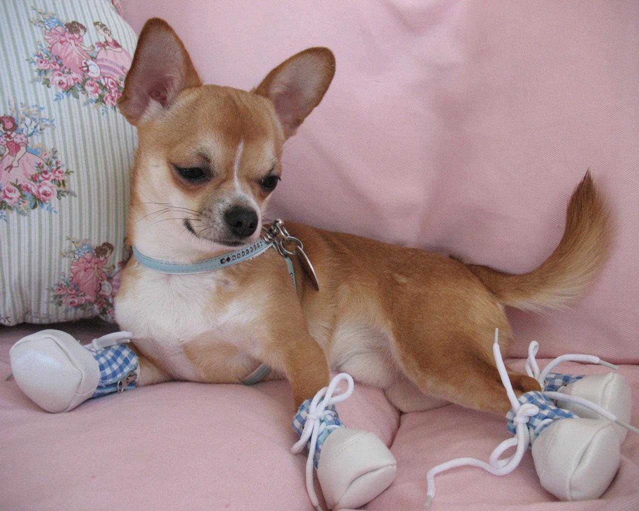 Chihuahua With Booties Wallpaper More