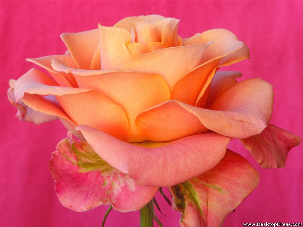 Desktop Wallpaper Flowers Background Pretty And Pink