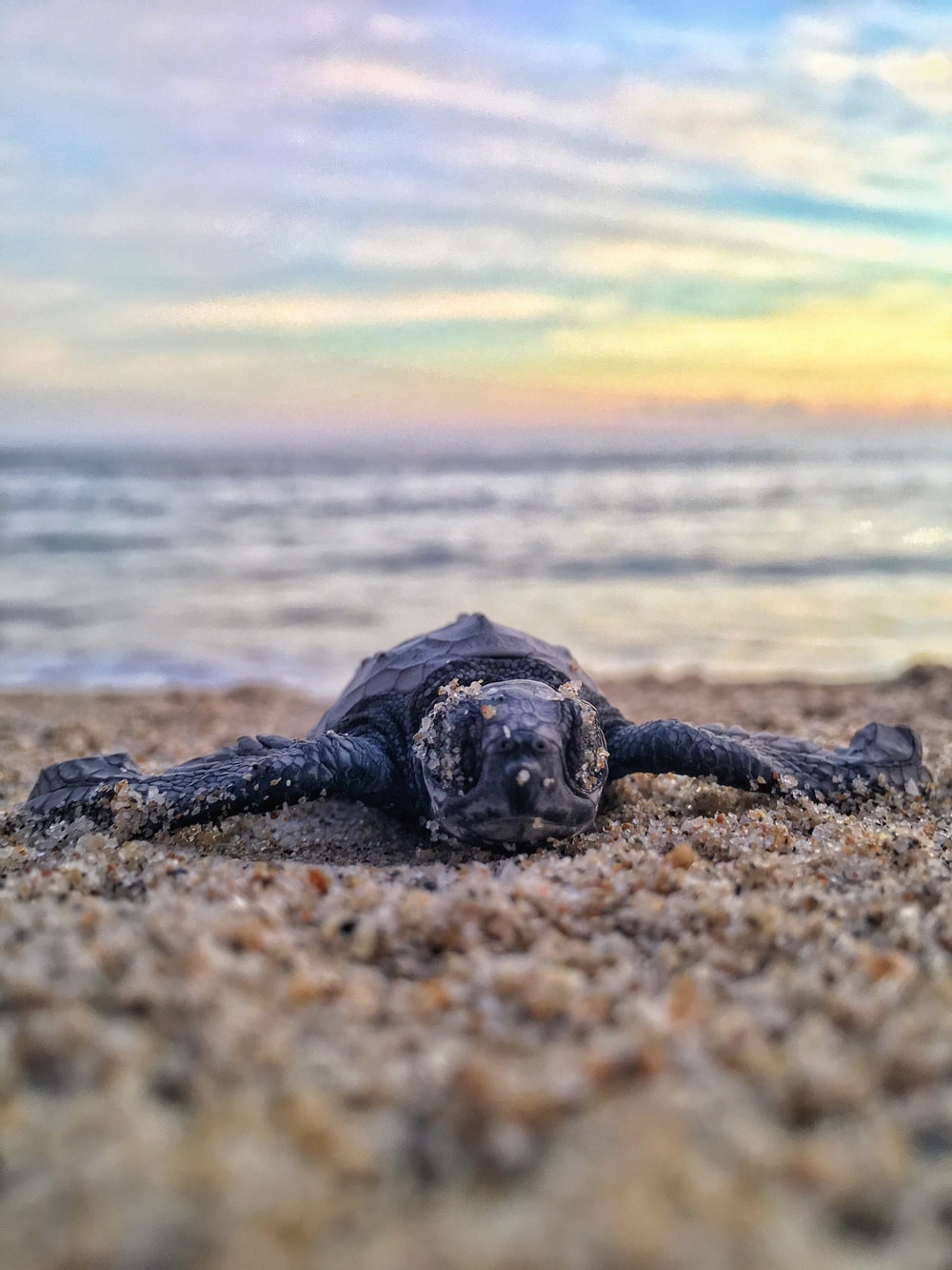 Baby Sea Turtle Pictures HD Image