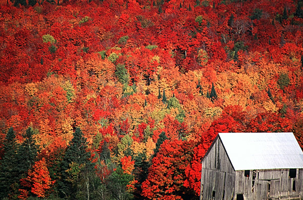 Exclusive Historic New England Fall Foliage Tour   Boston