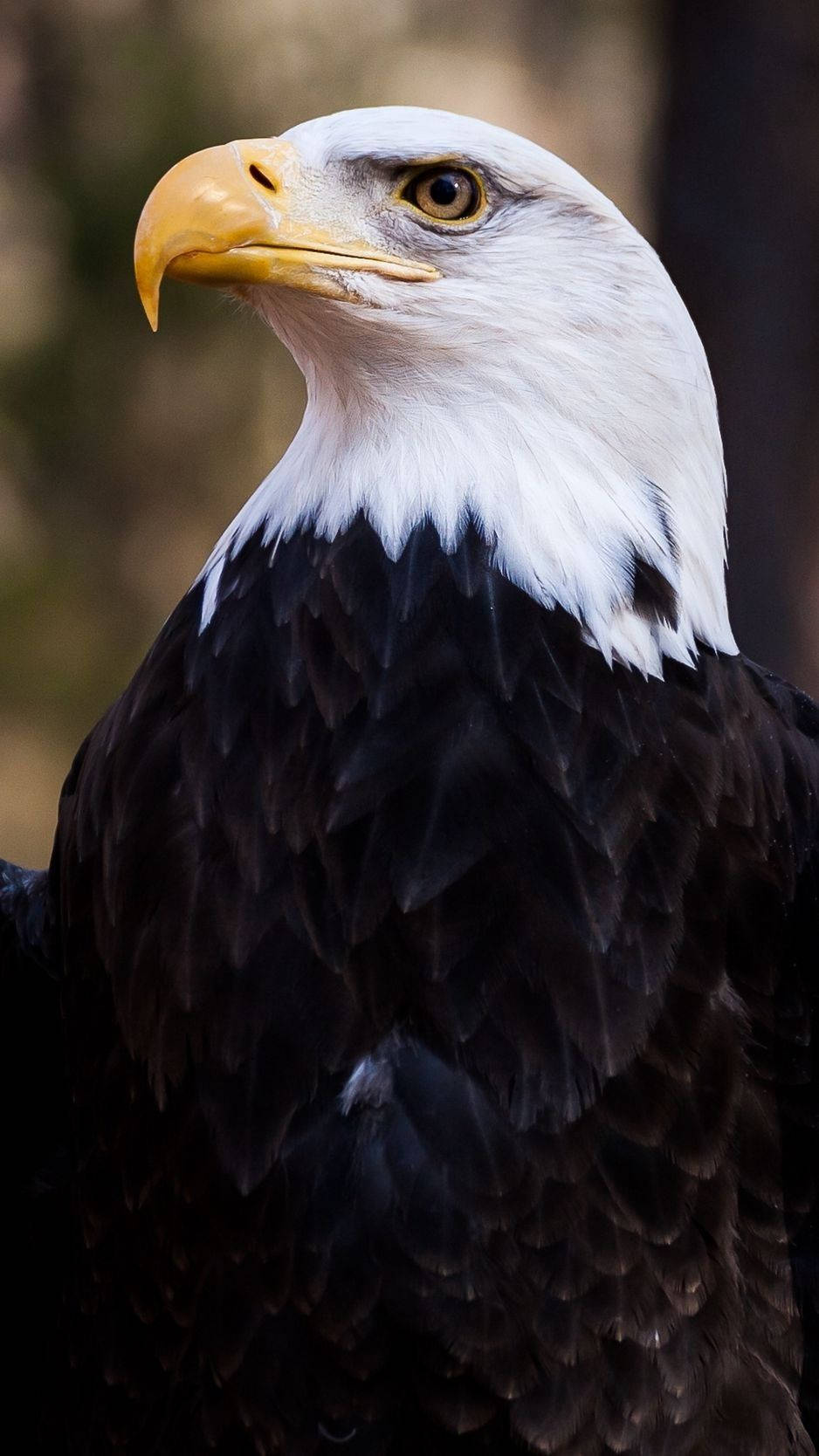 America iPhone Wallpaper