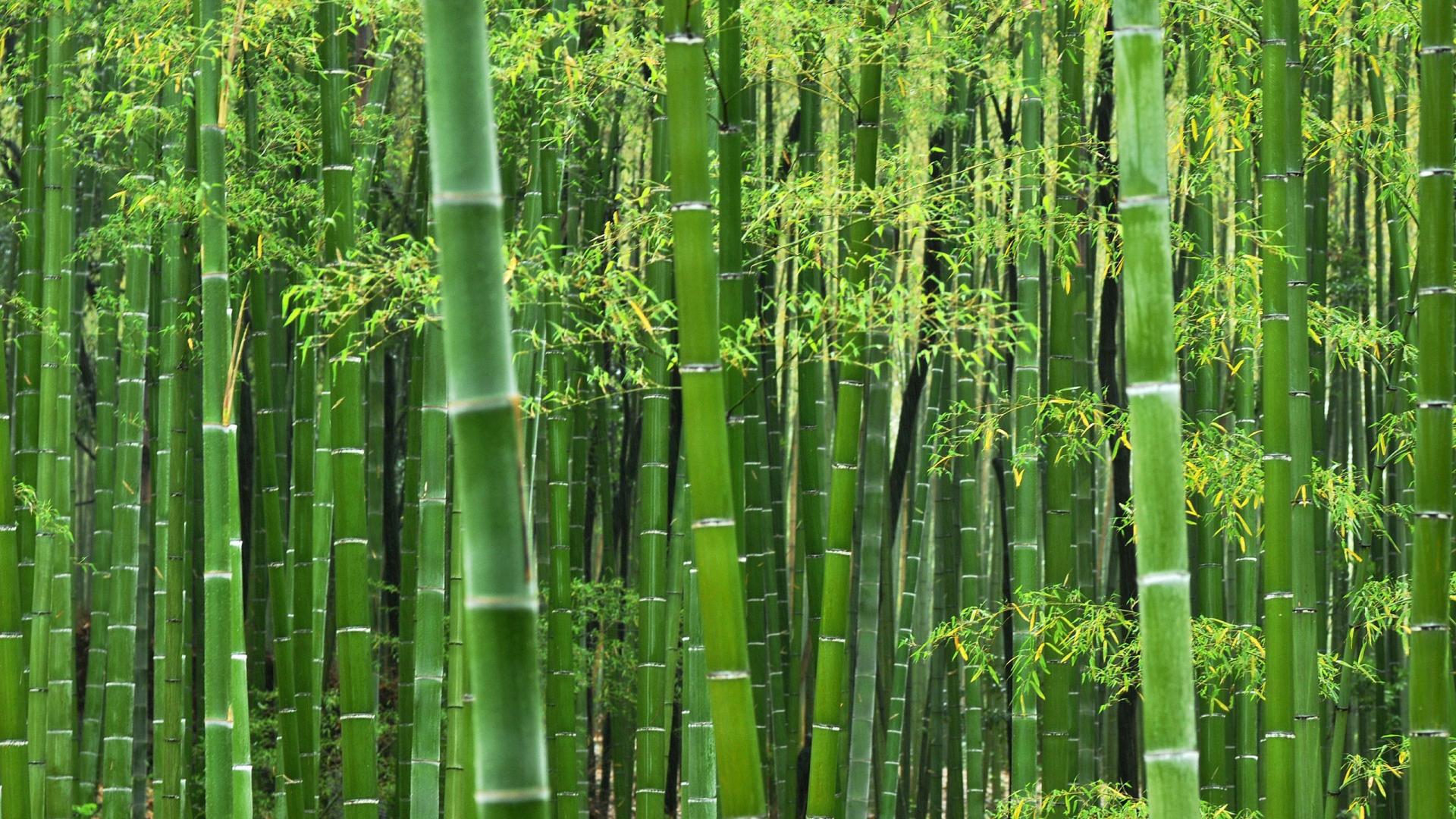 HD Bamboo Wallpaper