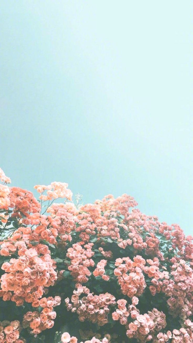  Beautiful iPhone wallpaper iphone background summer flower