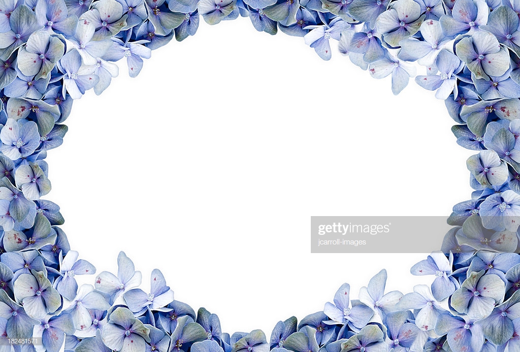 Blue Hydrangea Framed Background High Res Stock Photo Getty Image