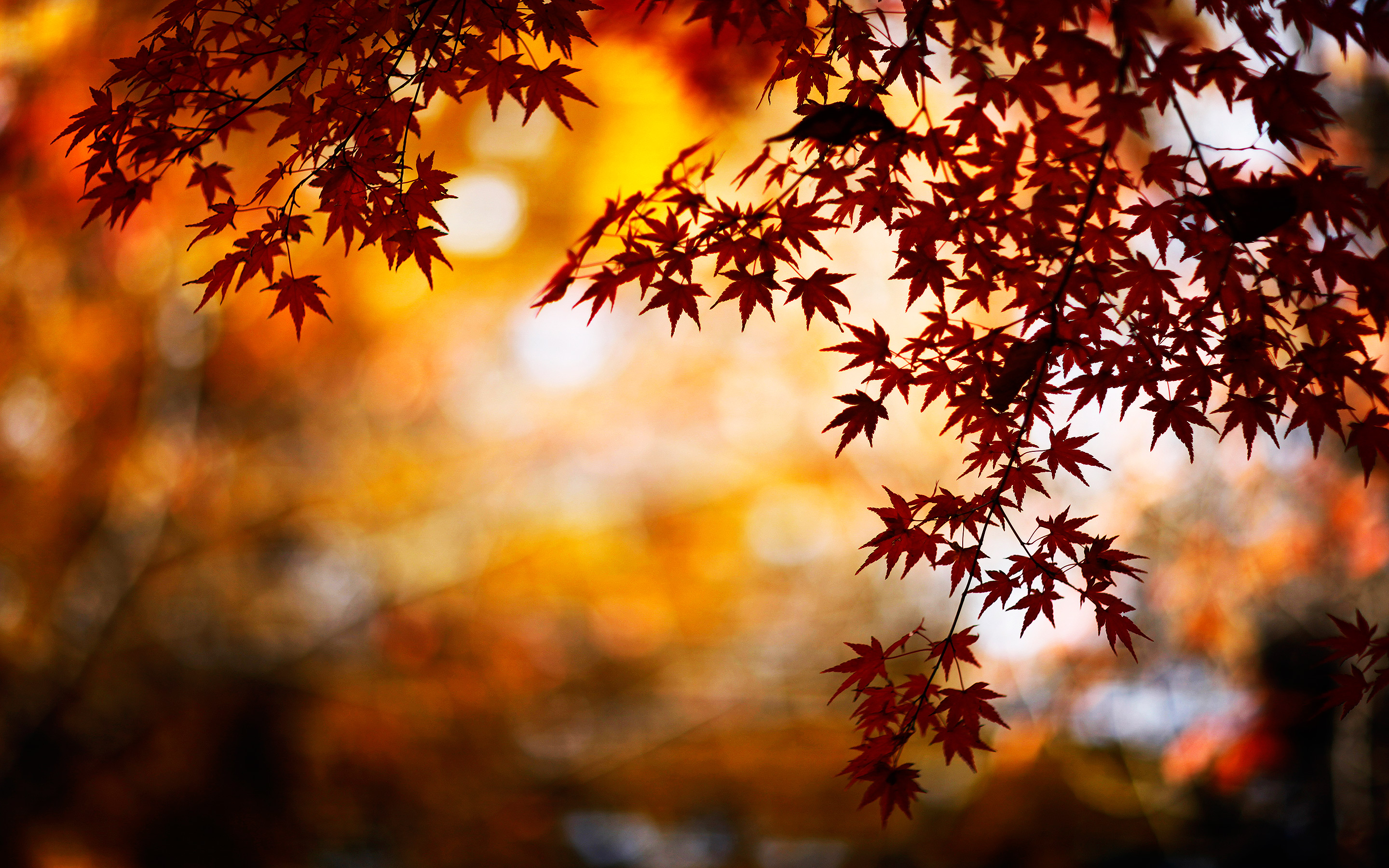 Sunset Desktop Wallpaper Autumn Leaves