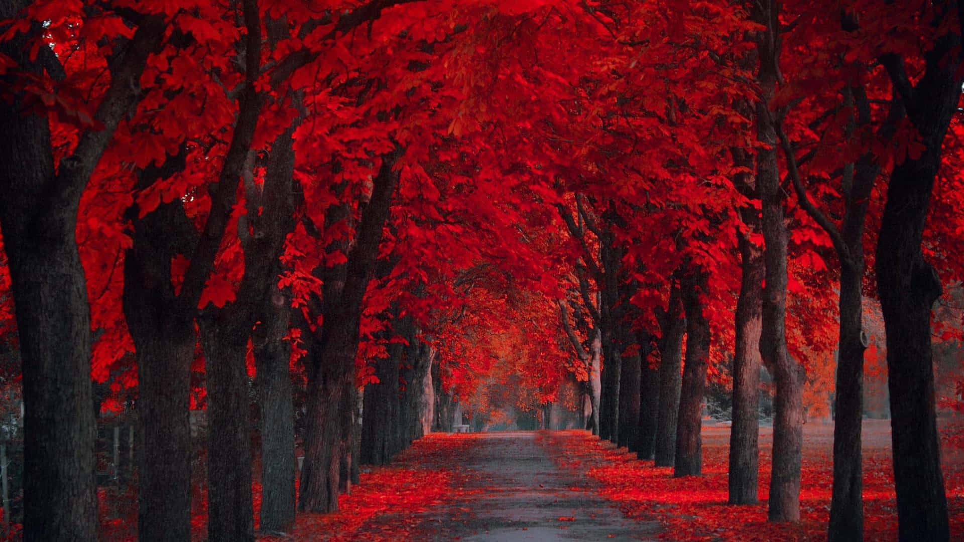 Red Forest Wallpaper