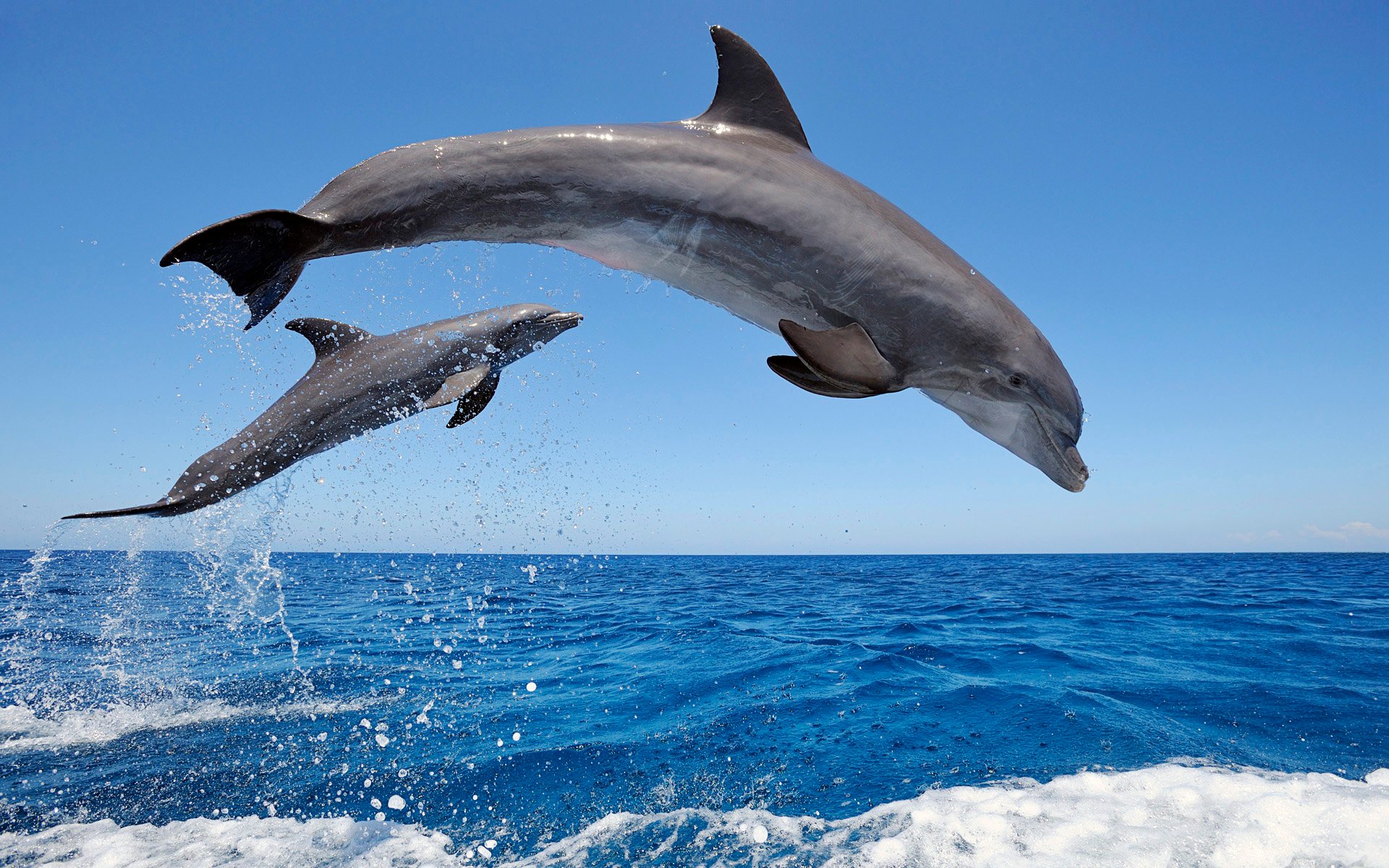 Common Bottlenose Dolphins Wallpapers HD Wallpapers 1920x1200
