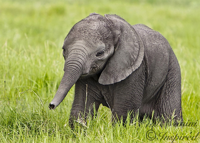 Cute Baby Elephant Pictures Amo Image