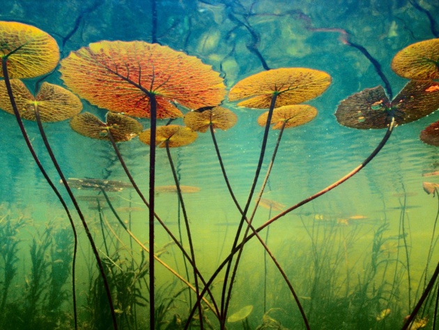 Wallpaper Of The Water Lilies Under Photos And Walls