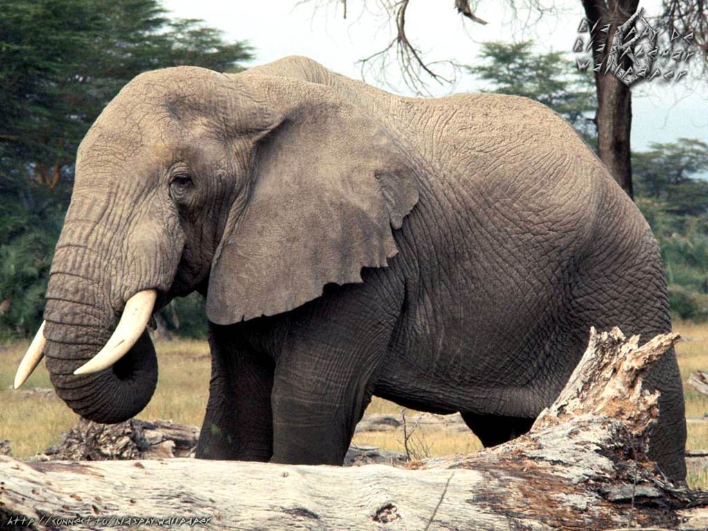 Animals Zoo Park Elephant Wallpaper For Desktop