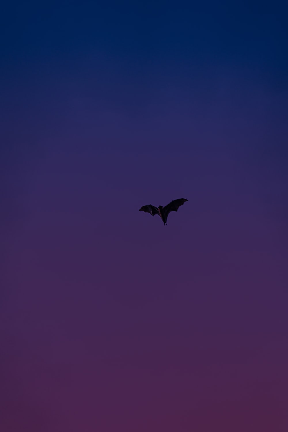 Bat Pictures HD Image