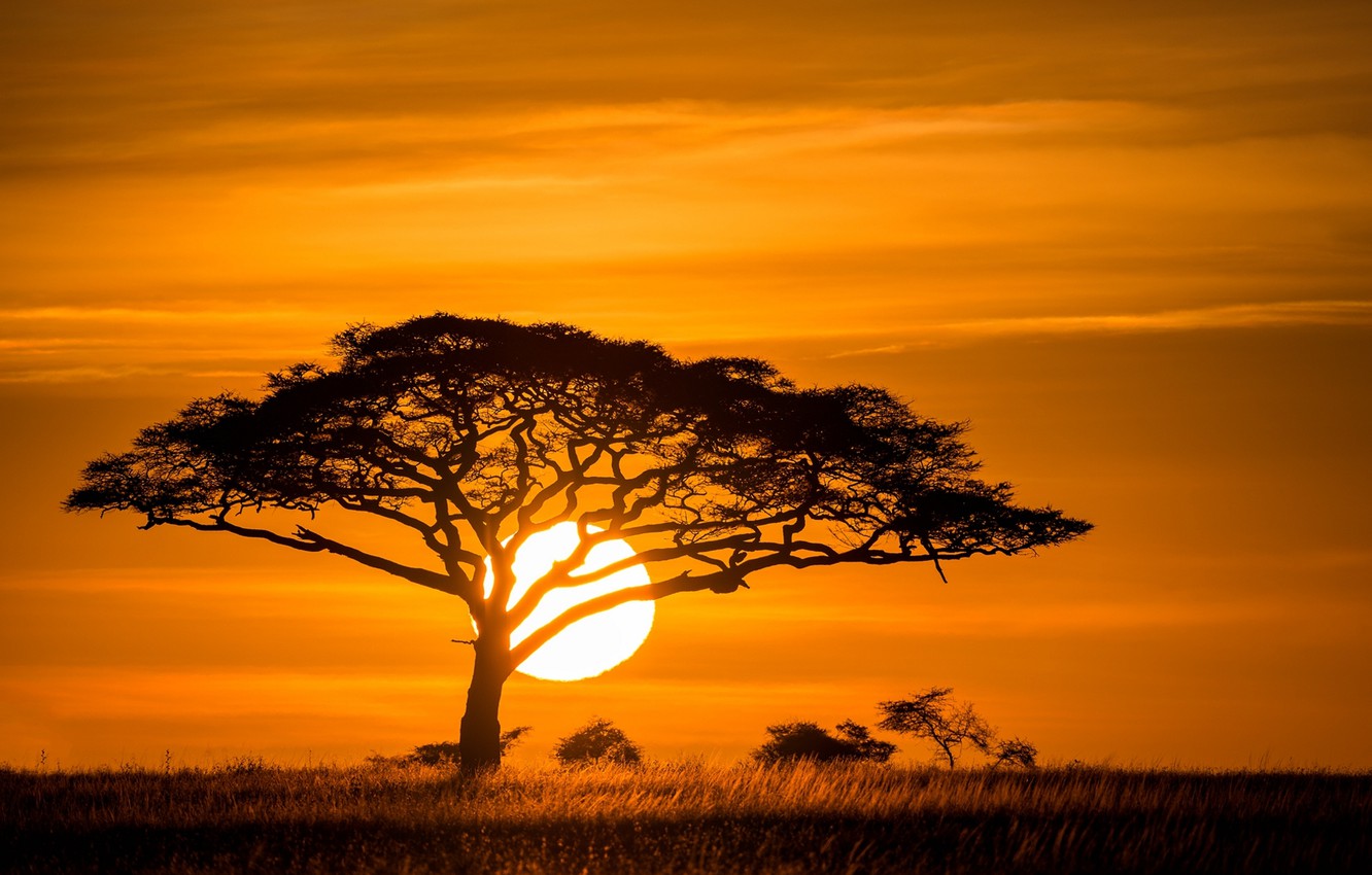 Sunset Wallpaper Savanna