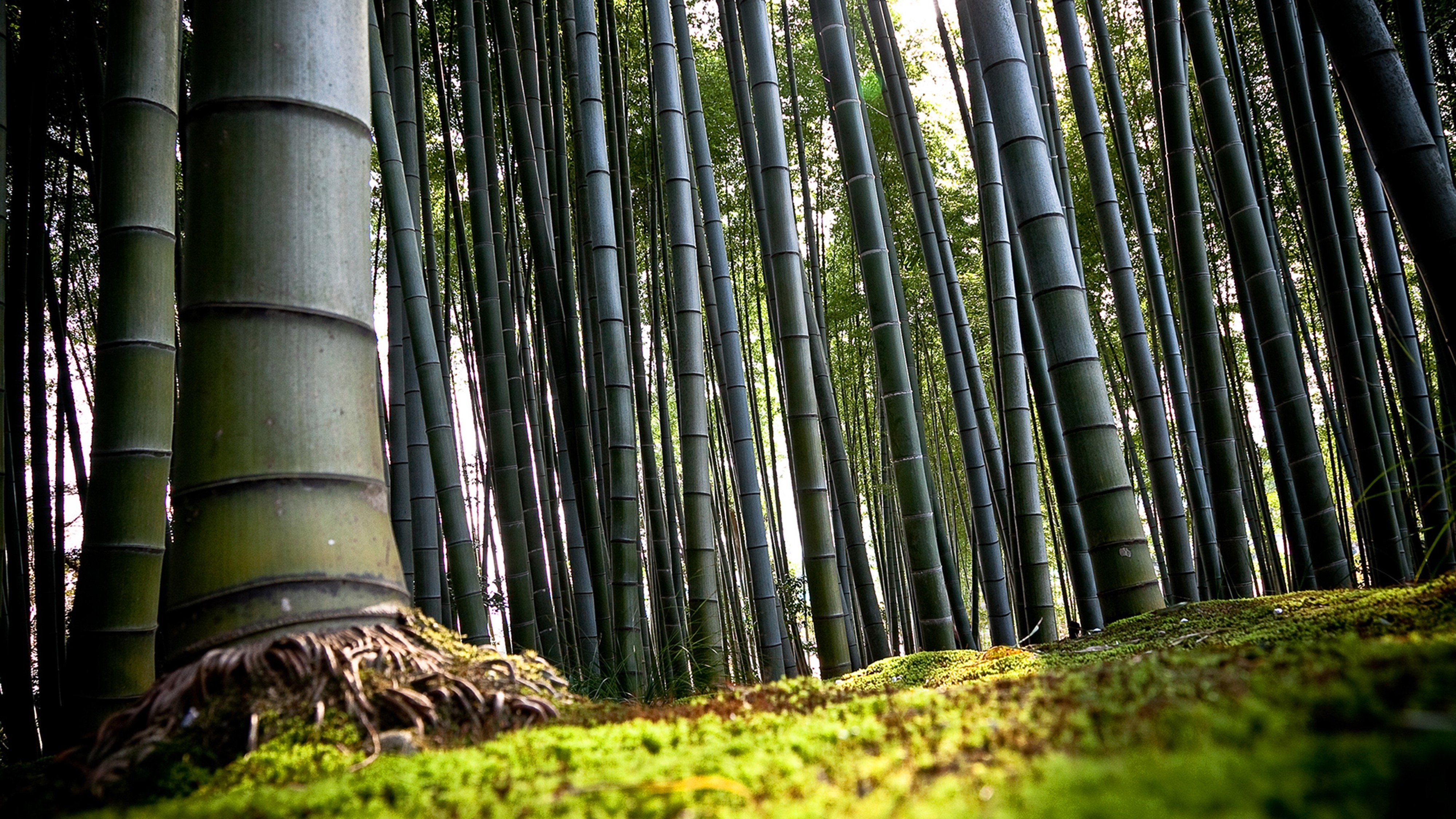 3d Abstract Wallpaper Bamboo Lanscape Forest