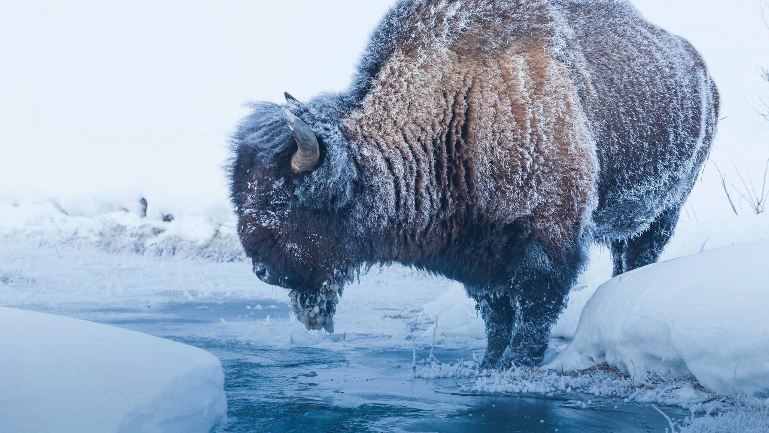Day Winter Wolves And Wildlife Tour Yellowstone Safari Company