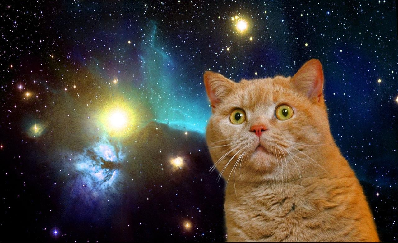 Cats In Space Wallpaper Image Pictures Findpik