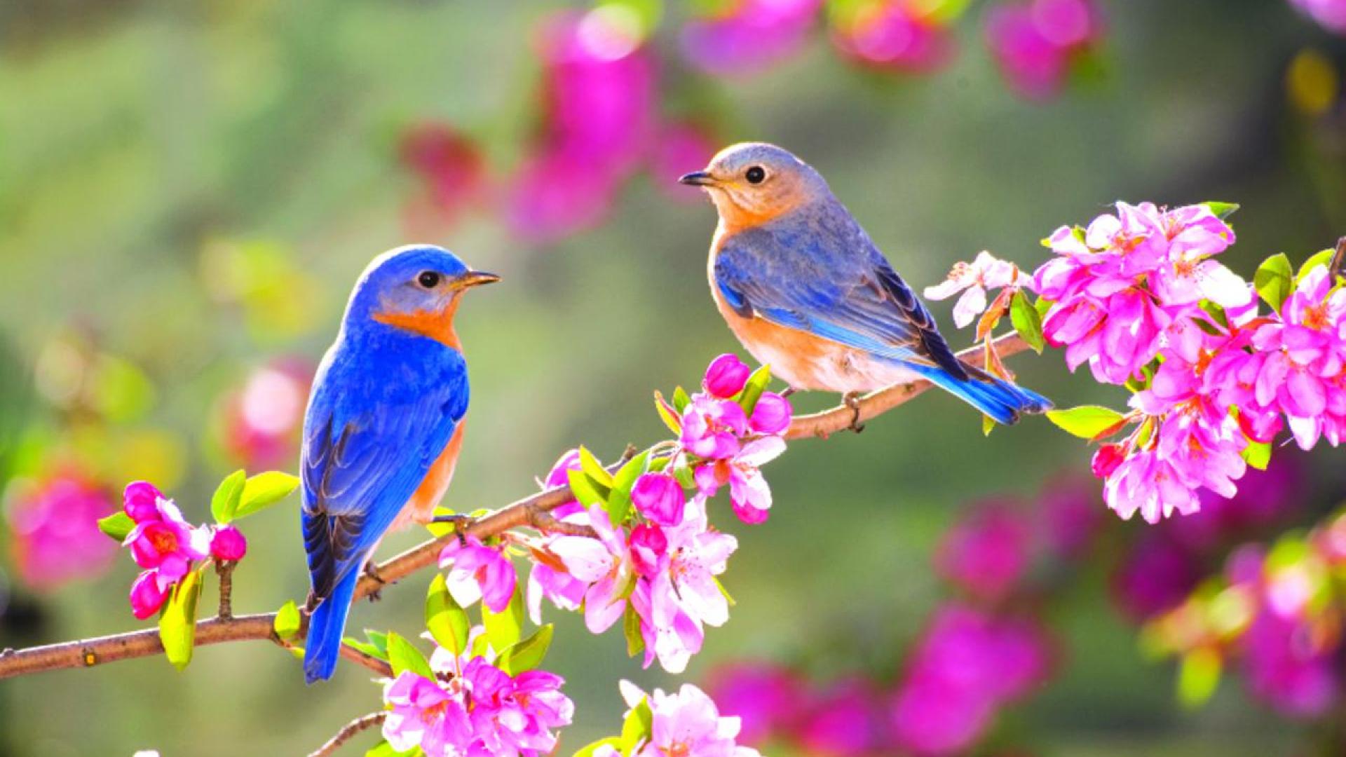 SPRING BLUE BIRDS WALLPAPER HD Wallpapers