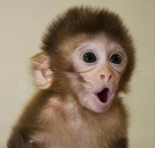 Free download Dog Bear and Monkey Blog Baby Monkey Making a Funny Face  [539x514] for your Desktop, Mobile & Tablet | Explore 49+ Puppy Monkey Baby  Wallpaper | Baby Monkey Wallpaper, Monkey