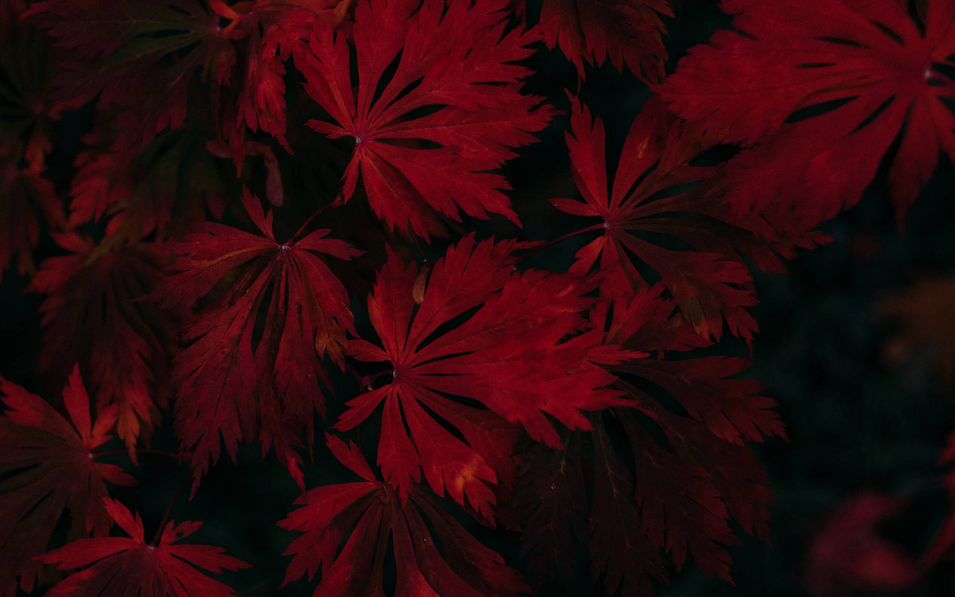 Autumn Majesty Wallpaper