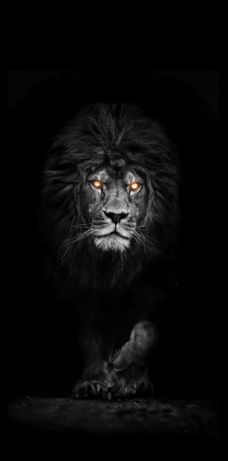 Dark Animals Wallpaper