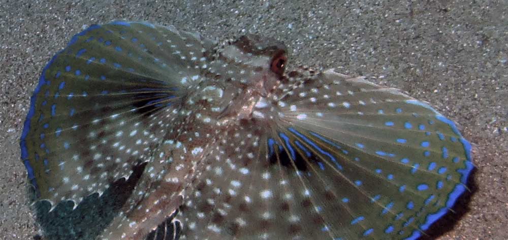 Flying Gurnard Wallpaper