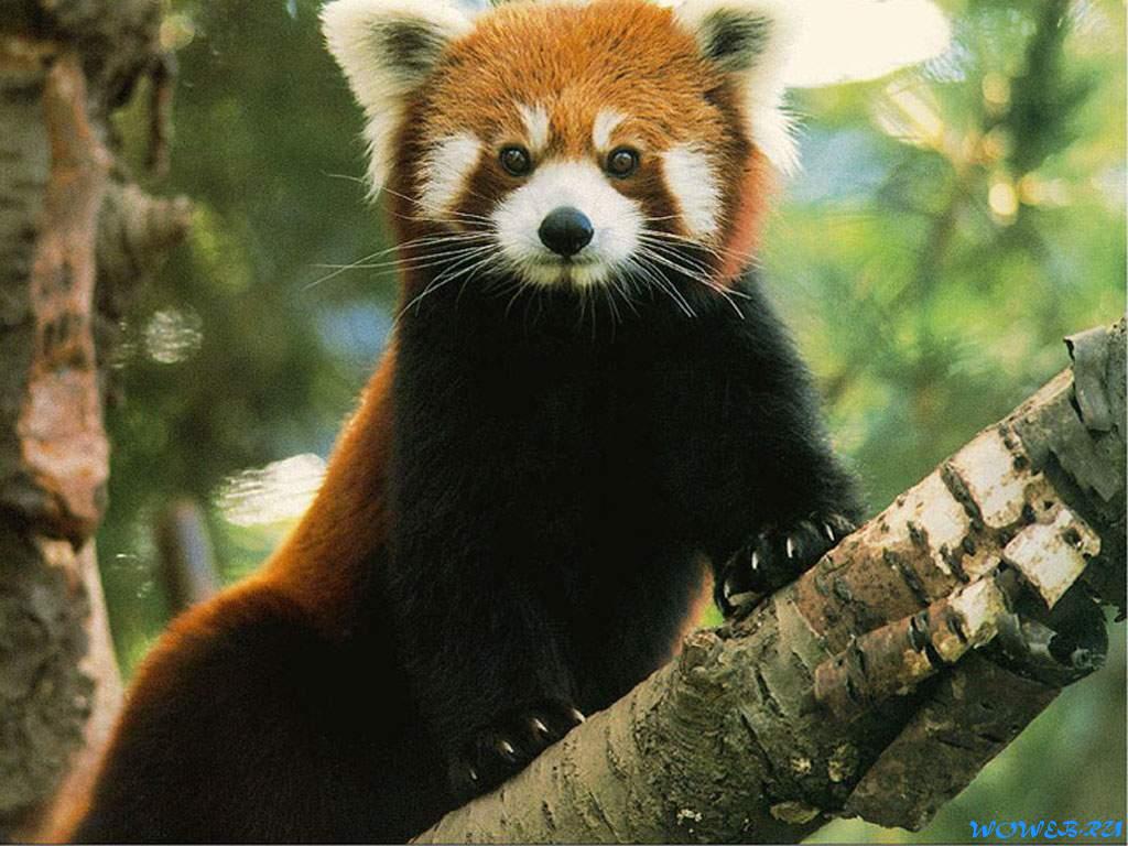 Wallpaper Desktop HD Red Panda